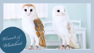 White & White First Volume Barn Owl Name Whitebait & Wizard
