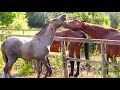 Horse meeting 11