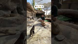 Which Animals Like Bubbles?
