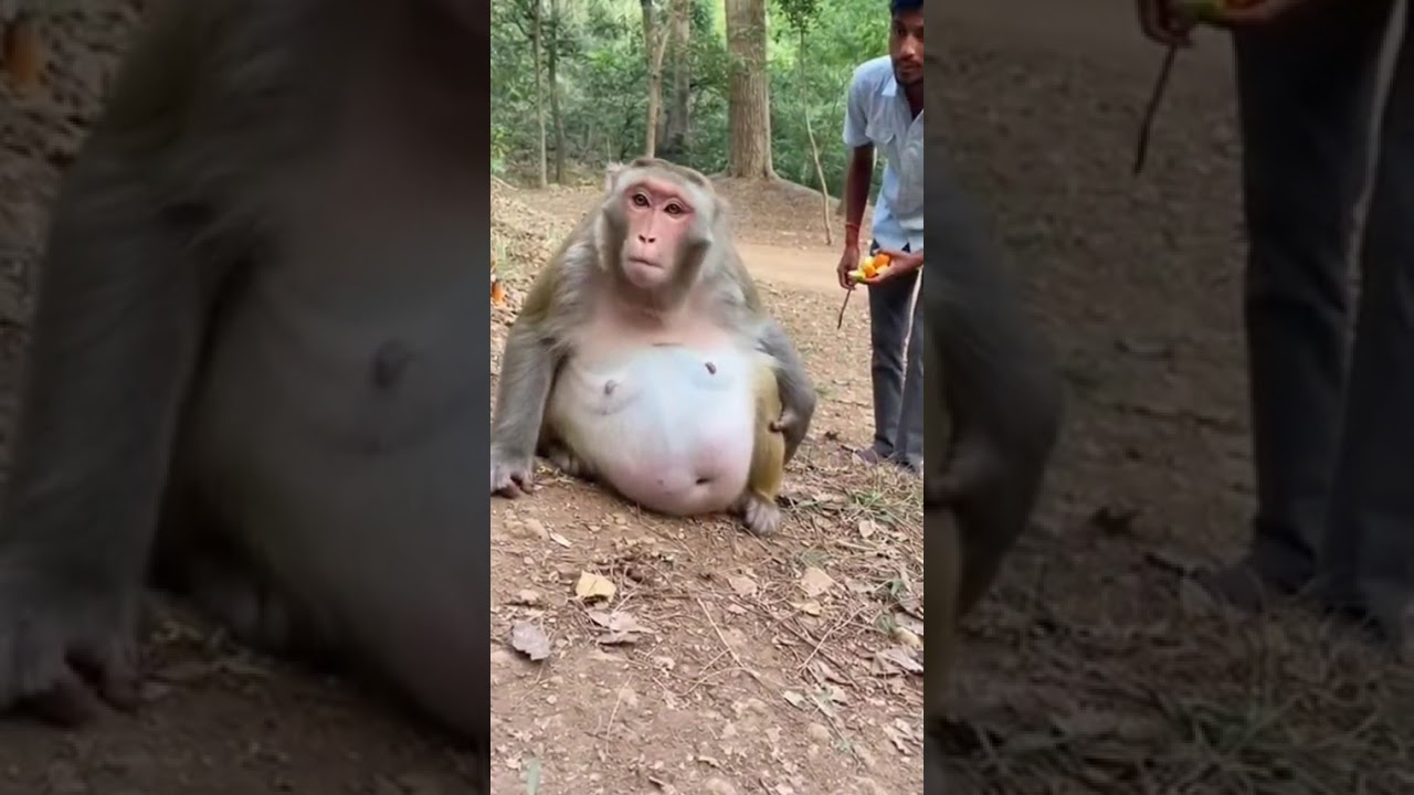 Pregnant Monkey Cries as a Man Gently Helps HerA Pregnant Monkey in Pain — A Quiet Act of KindnesRea