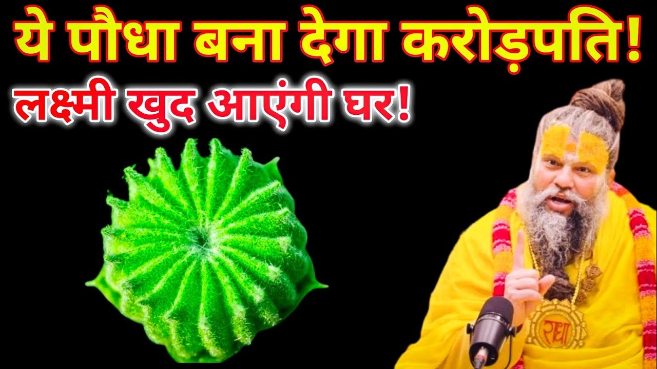 साधारण पौधा समझकर फेंकने की भूल मत करना   घर लाते ही करोड़पति होना तय  धन लक्ष्मी बैंक बैलेंस बढ़ेगा