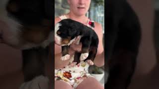 Early Neurological Stimulation & Puppy massages 🐾❤️ #bernese #ens