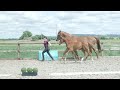 Elite Foal Auction 2022 | Lot 21 | Titan HD