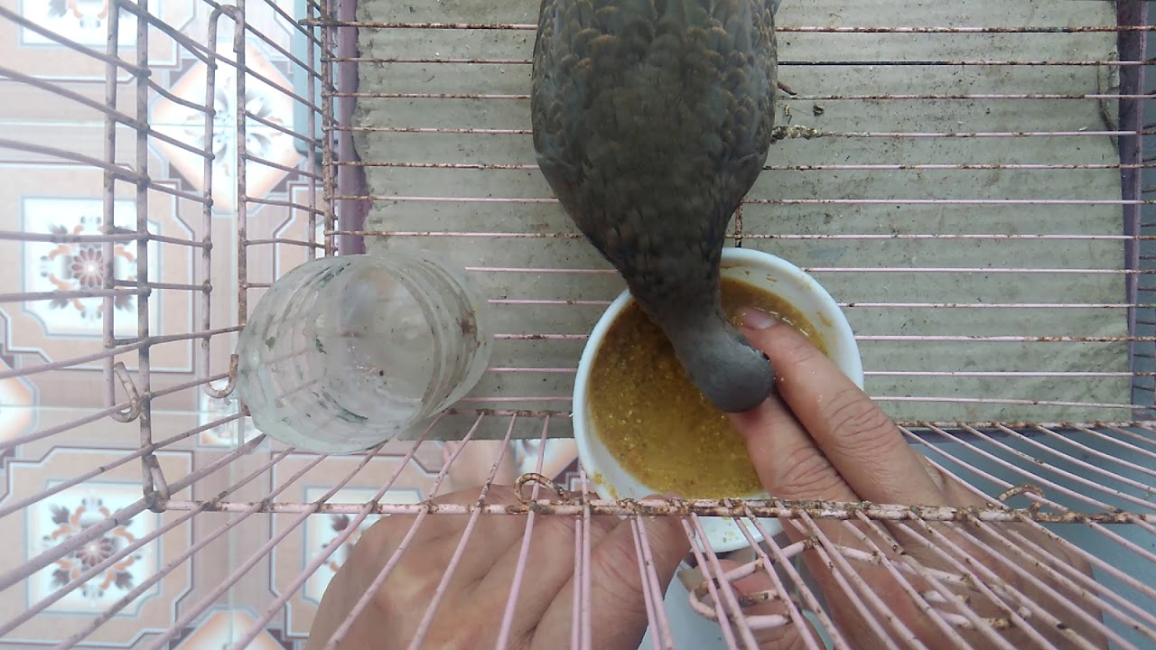 Nuôi cu gáy để chim thành gáy chào khách.