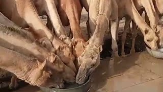 camel drinking water me village 💥#trending #camel #water by Animal thar parkar 2,022 views 2 months ago 3 minutes, 1 second