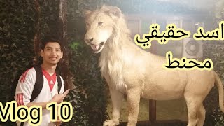 احسن بلاس في سوف واقف لي حيوانات المحنط لقيت أسد محنطينوا