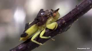 Ambush Bug - yellow male