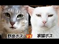 我が家にボス猫が2匹...【一触即発】緊迫の日々