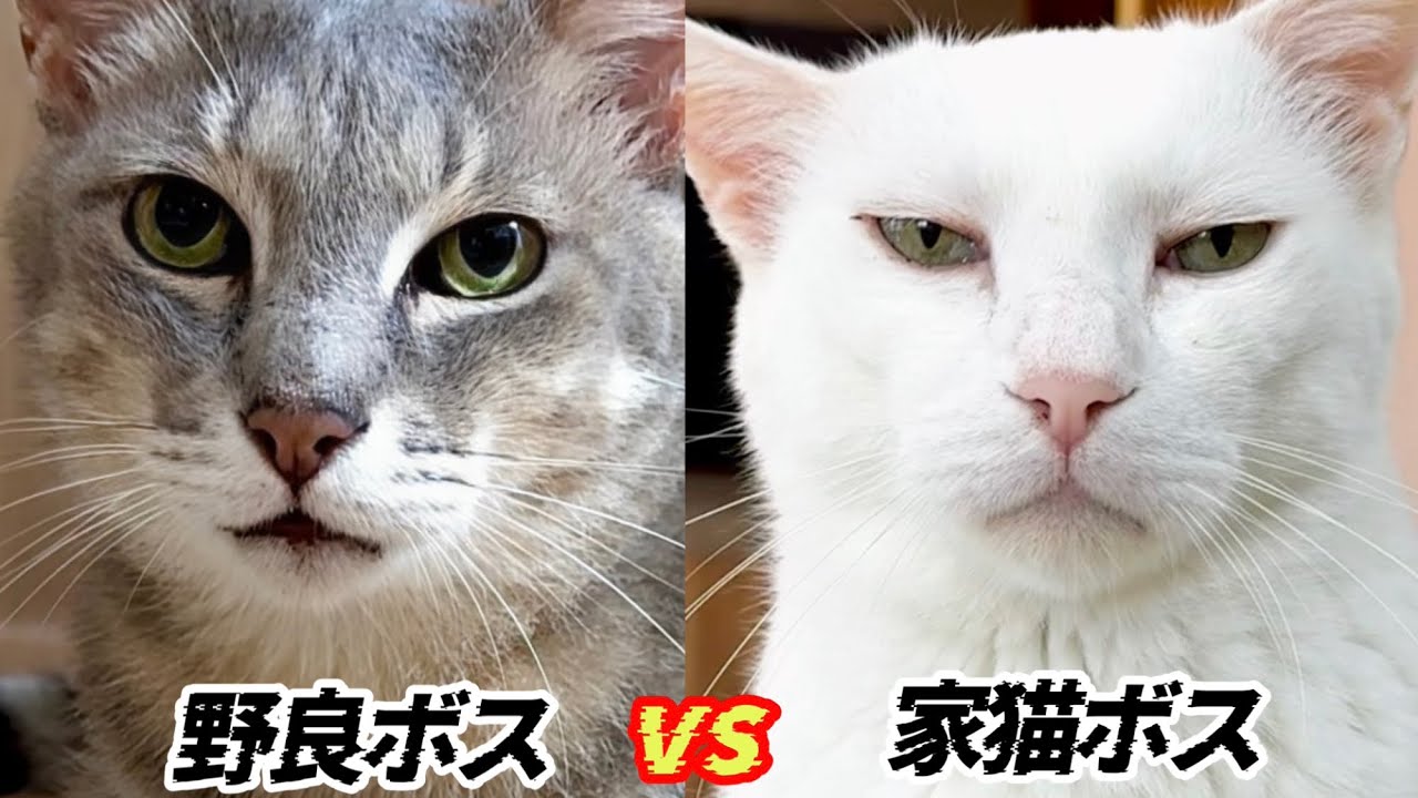 他人なのに親子みたいなキジ猫がこちら - YouTube