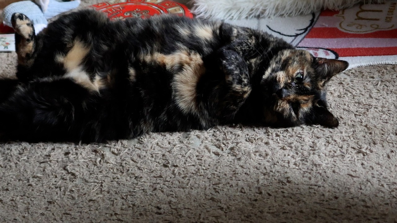 Belly is always a trap