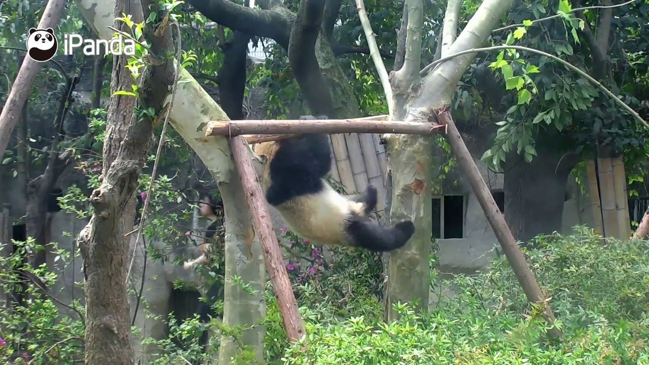 Panda handles monkey bar like a gymnast!