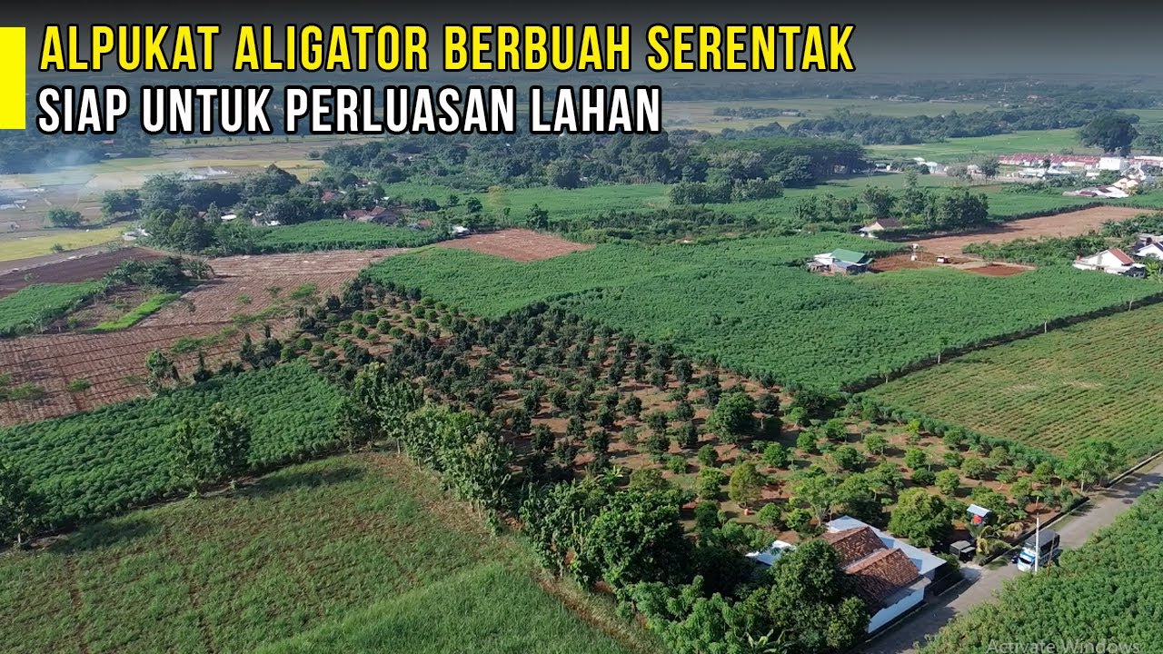 Alpukat Aligator Berbuah Serentak Hingga Pohon Tumbang Karena Angin | Review Kebun Pak Udik di Pati