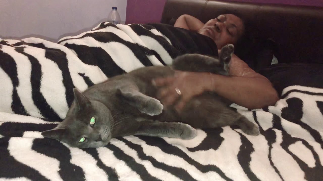 It’s a myth that cats don’t like their belly rub