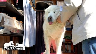 もうすぐ終了ルンルンとアランそれぞれの生活　Great Pyrenees　グレートピレニーズ