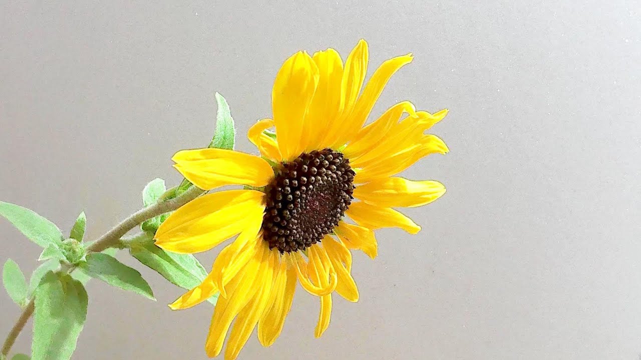 ひまわり hq720.jpg?sqp=-