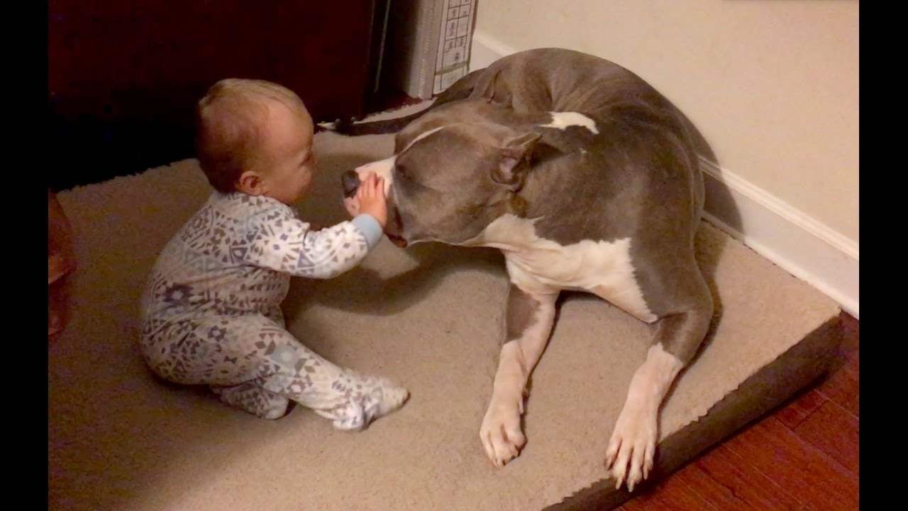 Baby and Pitbull YouTube