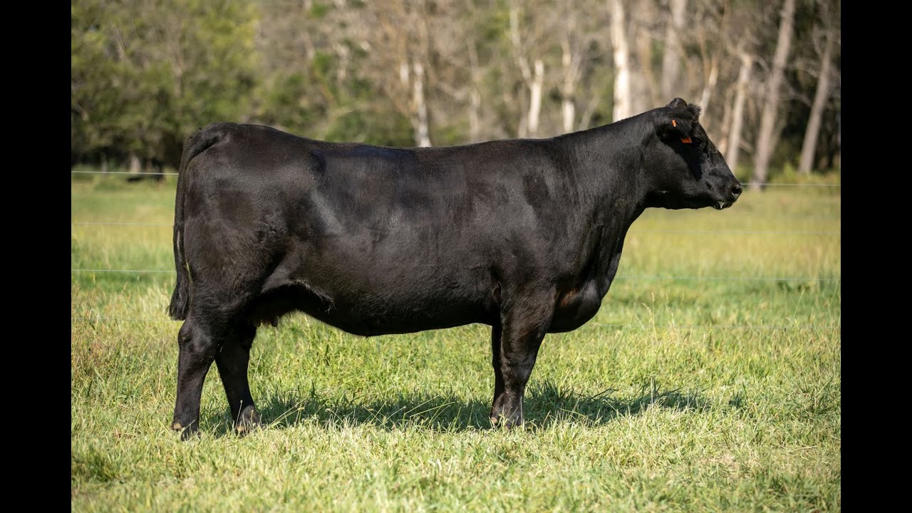 Lot 20: S A C Madame Pride 9802 2022
