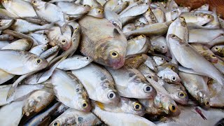 Monster Bass Love Shad