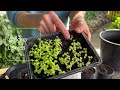 How & When to Transplant Seedlings | Perennial Garden