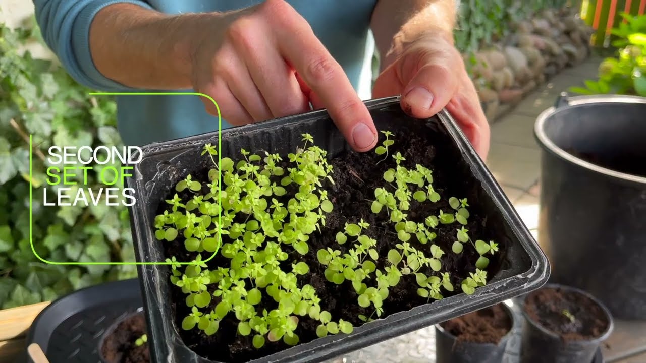 How & When to Transplant Seedlings | Perennial Garden
