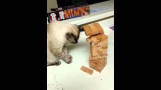 Cat actually playing Jenga!