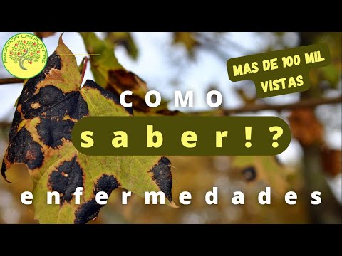 Video: Enfermedades De Las Plantas De Interior (29 Fotos): ¿cómo Tratarlas? ¿Por Qué Se Secan Las Puntas De Las Hojas? Tratamiento De Flores Para Mildiú Polvoriento Y Espinillas