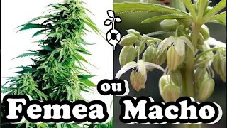 FÊMEA OU MACHO?  MACONHA - CUPOM10%OFF - CANNABIS  CULTIVO INDOOR GROW