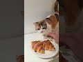 My Kitten Saved My Mental Health 🥺🐱 + His Secret Diet!