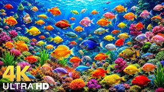 DREAM AQUARIUM 4K - Marine Life, Sea Animals and Coral Reef - Beautiful Relaxing Music for Sleep #16 screenshot 5