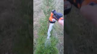 Watering Arbor Vitae Trees 9-8-2025