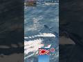 #warthunder 彗星一一型a 500-kilogram bomb, sinking a torpedo boat.