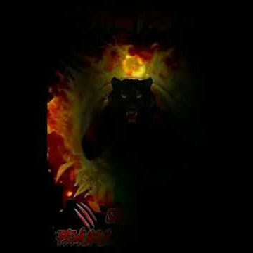 STORY WA KUMBANG FIGHTER