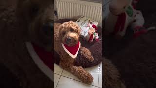 Woezel De Hulphond Pakt De Snuffelbox Razendsnel Uit