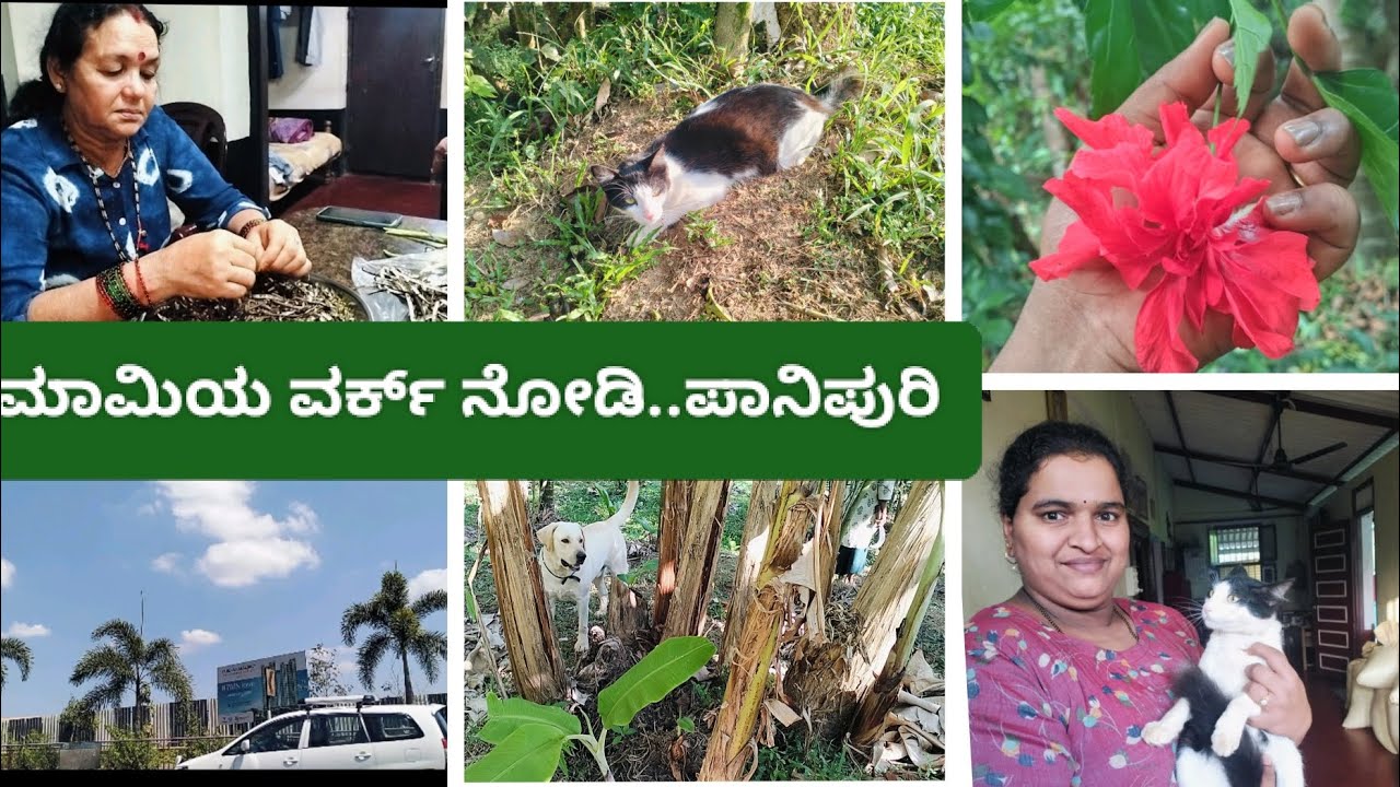 ಮಾಮಿಯ ಸಣ್ಣ ಬ್ಯುಸಿನೆಸ್ ಗೆ ಹೆಲ್ಪ್ ಮಾಡಿ 😊🤩🫶ಪಾನಿಪುರಿ ತಿನ್ನುವ ಬನ್ನಿ ❤️🫶😊