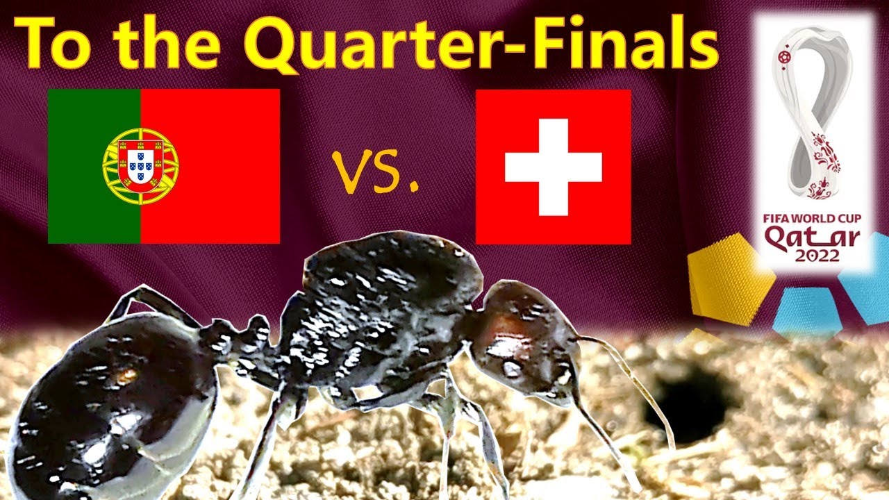 World Cup 2022 Predictions ⚽ Portugal vs Switzerland 🐜 Guessing Queen Ant - Round of 16