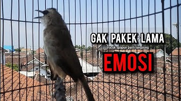 trucukan gacor TARUNG ROPEL PANJANG pancingan trucukan agar bunyi jadikan burung trucuk gacor EMOSI