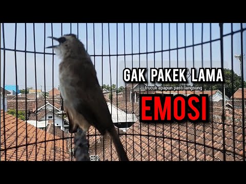 trucukan gacor ROPEL PANJANG buat pancingan trucukan agar bunyi JADIKAN burung trucuk gacor EMOSI