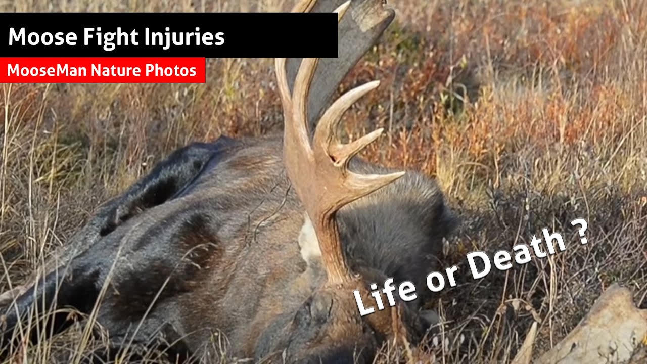 Moose Fight Injuries Can Be Life or Death For a Moose