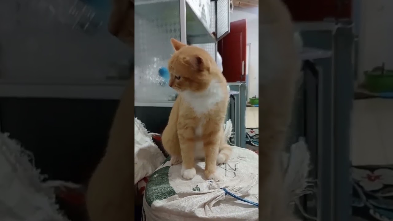 Not in the mood to play #shorts #catlovers