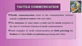 ZOOL1112 - Lecture 20 - Communication in Animals - YouTube