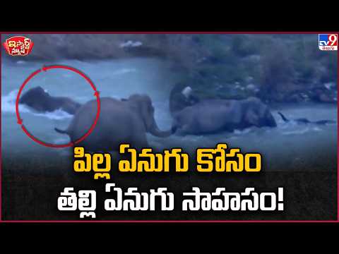 A Mother Elephant's Bravery to Save Her Calf! #Uttarakhand