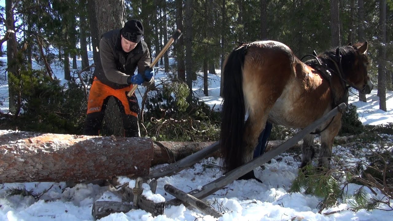 En stock drätthuggs och hämtas med häst och kälke - Rekonstruktionen av Södra Råda medeltidskyrka‬