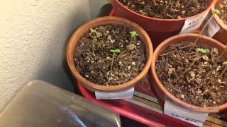 The sproutlings