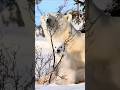 Белый медведь#animals#funny #cute