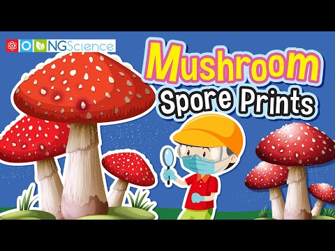 What Color Is A Shiitake Spore Print