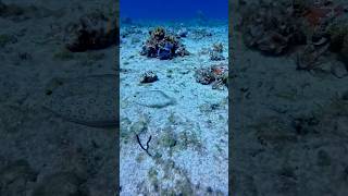 If you look away, you will miss this peacock flounder! #flounder #camoflauge #diverlife #spearo