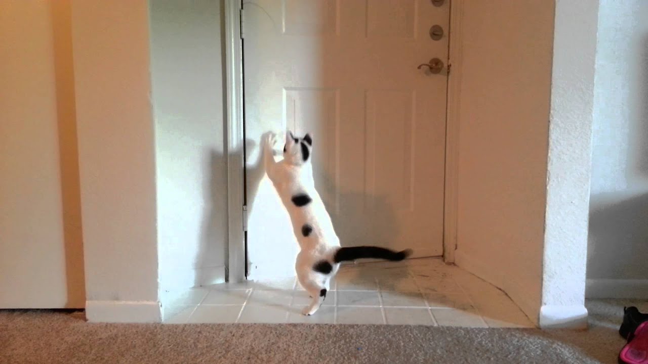 cat dancer wall mount