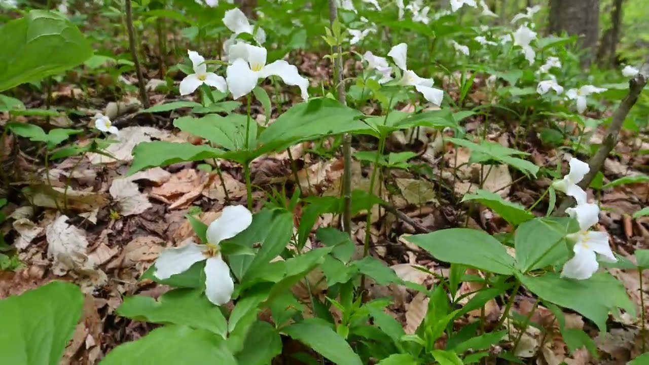 Arisaema triphyllum (Jack-in-the-Pulpit), Trillium erectum, Trillium grandiflorum - white wakerobin
