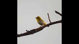 Birds in My Backyard #1 | Barbet, White-eye & Sunbird | Canon R6 Mark II + RF800 F11 | Nagpur