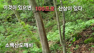 산삼을찾는사람들 ~이것이 있는곳은 100프로 산삼있다..산삼자생지.산골조개